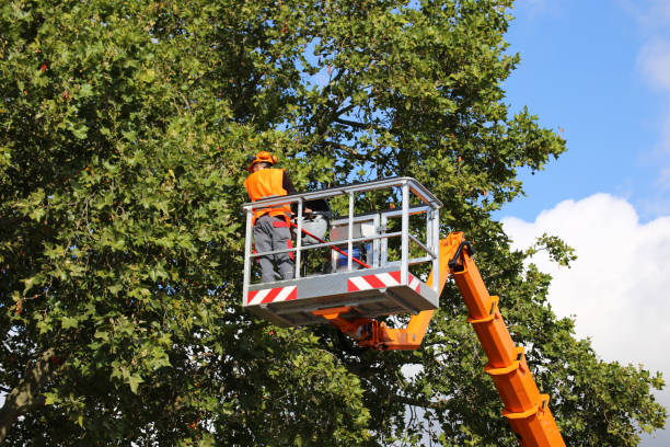 Best Leaf Removal  in Bridgewater Center, NJ