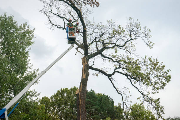 Best Commercial Tree Services  in Bridgewater Center, NJ