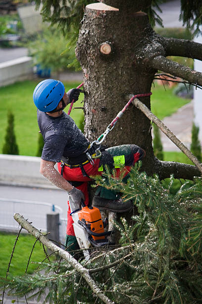 Lawn Renovation and Restoration in Bridgewater Center, NJ